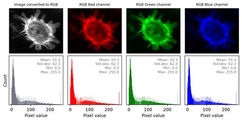 ImageJ: Channels & colors — Introduction to Bioimage Analysis